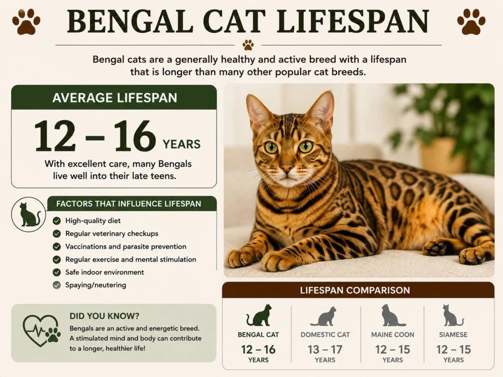 Bengal Cat Lifespan