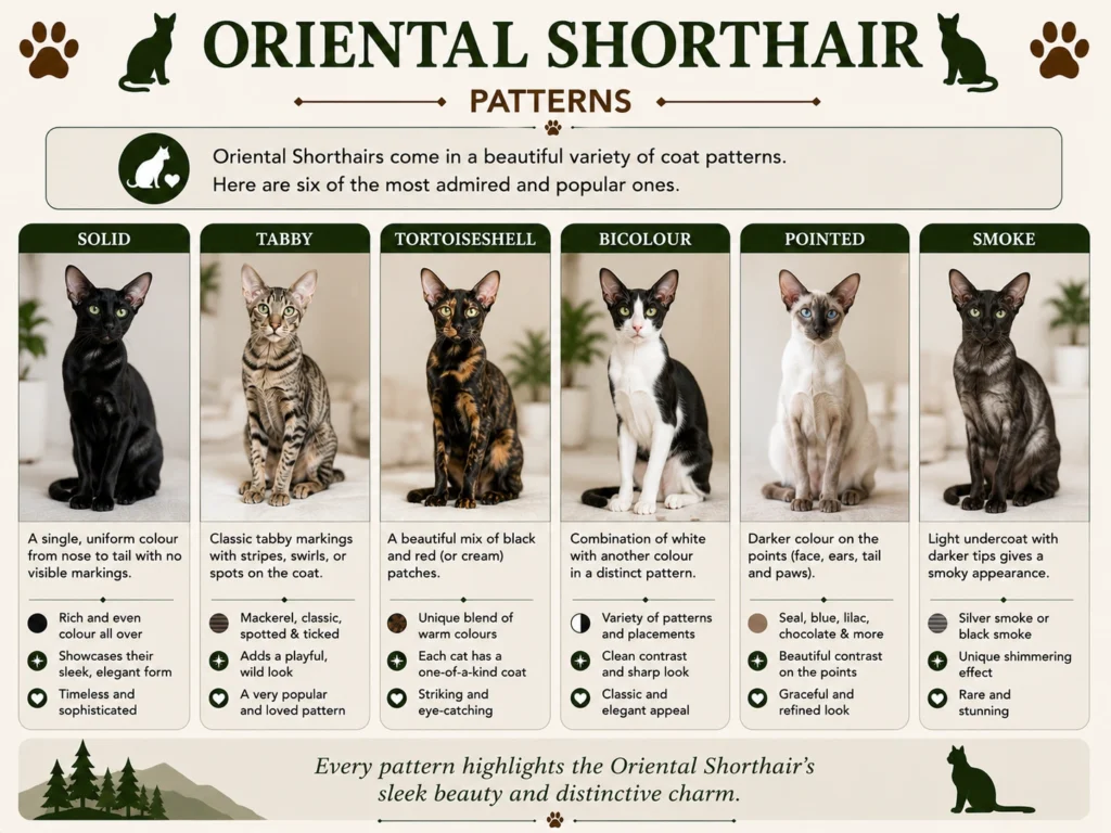 Oriental Shorthair Cat Coat Patterns
