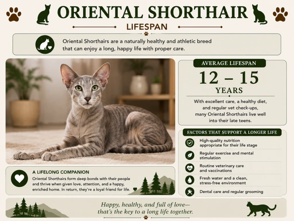 Oriental Shorthair Cat Lifespan