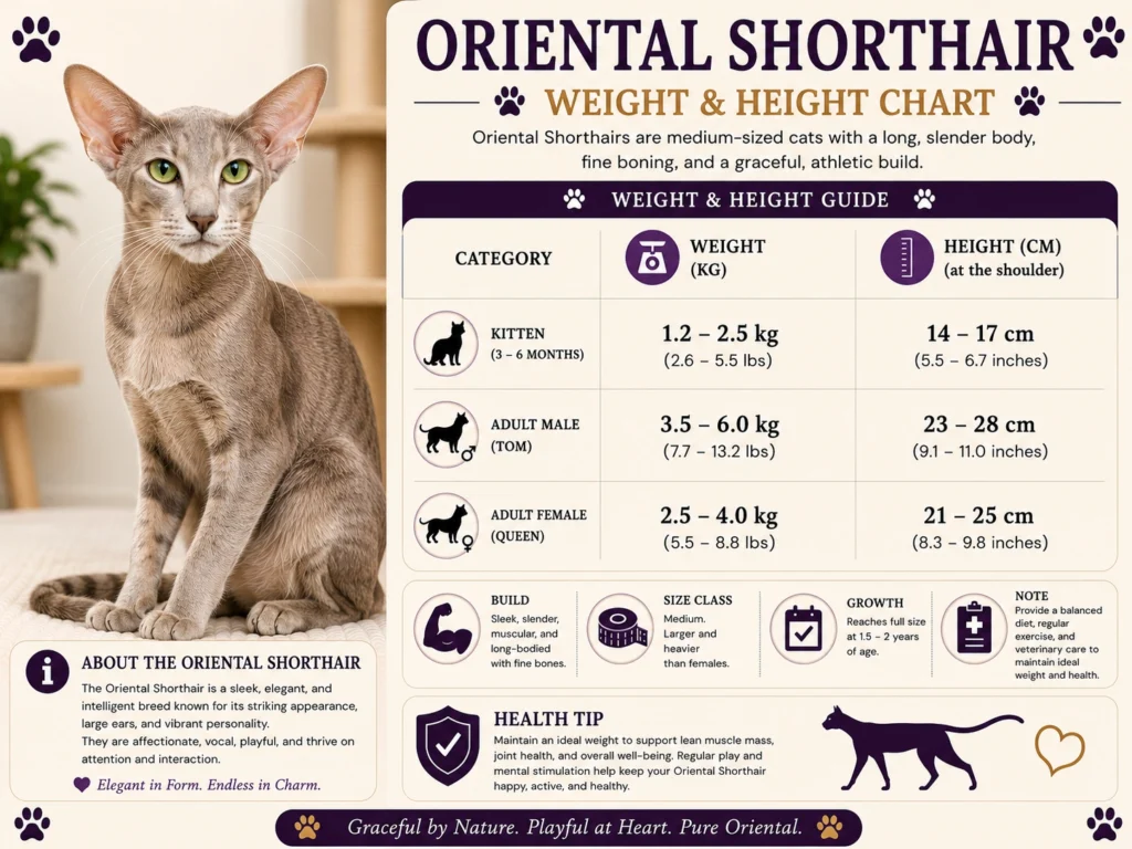 Oriental Shorthair Cat Size, Weight and Height